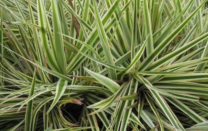 Chinese Palm sedge