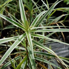 Chinese Palm sedge 2