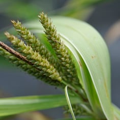 Chinese Palm sedge 3