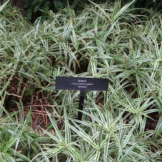 Chinese Palm sedge 4