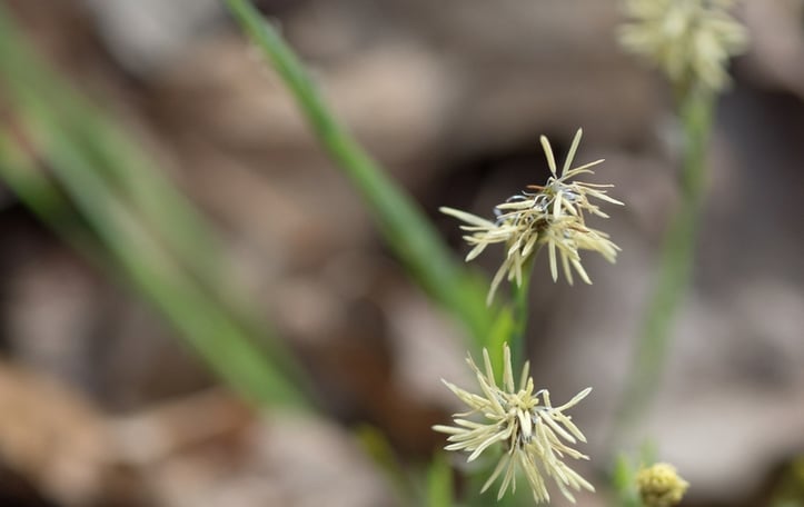 Broad Leaf Sedge