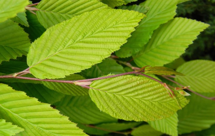 Common Hornbeam