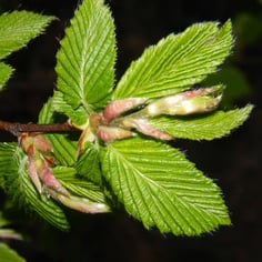 Common Hornbeam 2