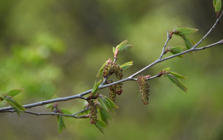 Korean Hornbeam