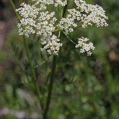 Caraway 2