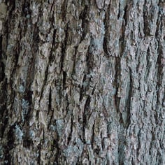 Gloria Grande Pecan 2