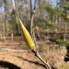 Carolina Shagbark Hickory 2