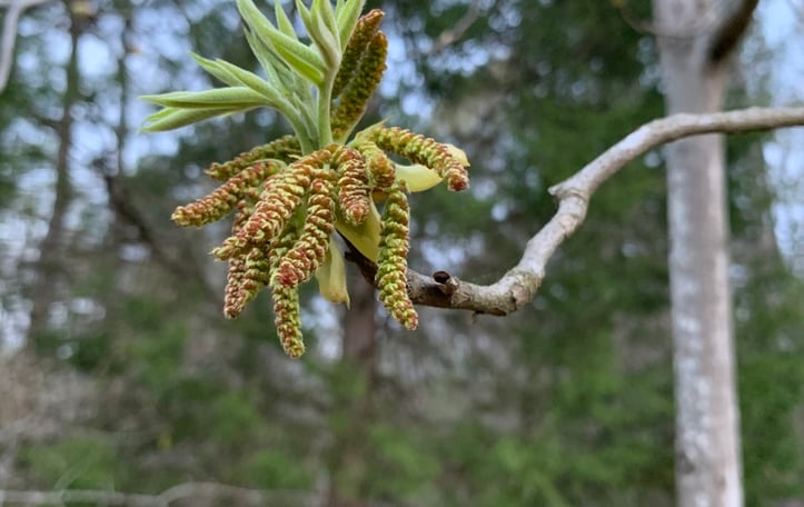 Carolina Shagbark Hickory