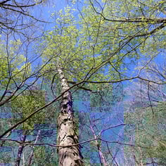 Carolina Shagbark Hickory 3