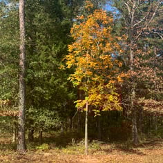 Carolina Shagbark Hickory 4