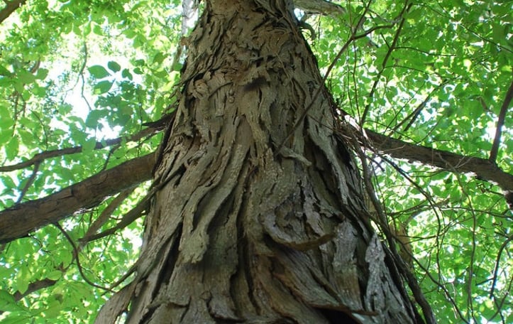 Common Shagbark Hickory
