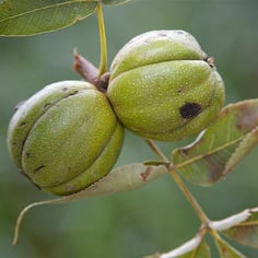 Common Shagbark Hickory 2