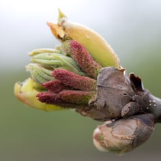 Common Shagbark Hickory 3