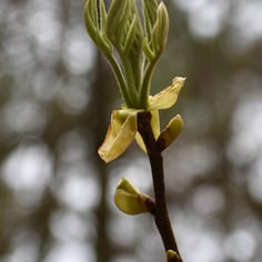 Common Shagbark Hickory 4