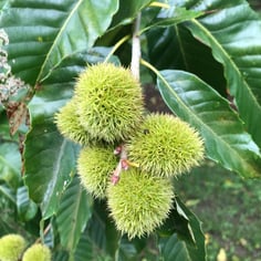 Chestnut 2