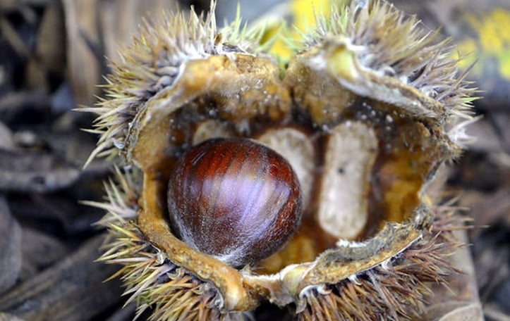 Chinese Chestnut