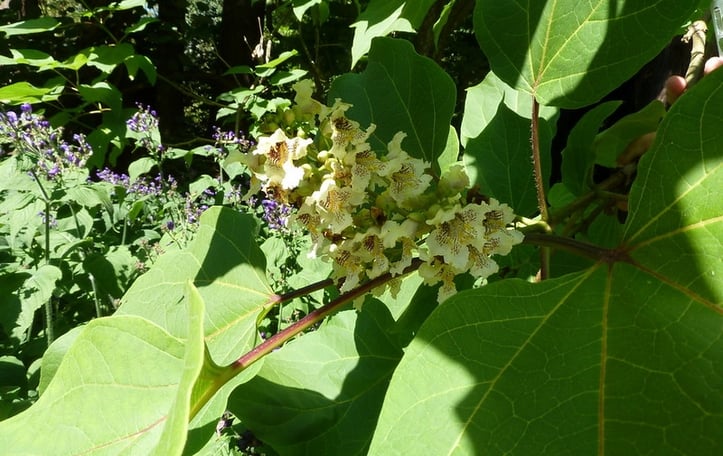 Chinese catalpa