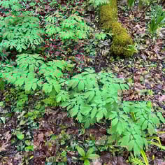 Blue Cohosh 2