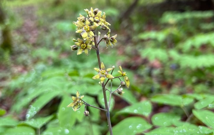 Blue Cohosh