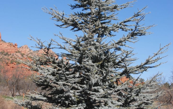 Blue Atlas Cedar