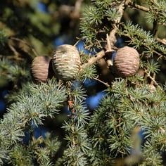 Blue Atlas Cedar 2
