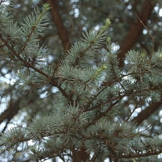 Blue Atlas Cedar 4