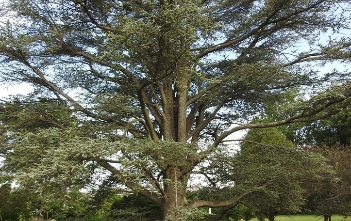 Atlas Cedar
