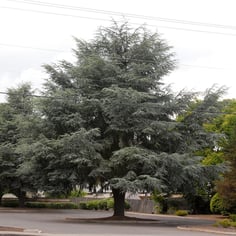 Atlas Cedar 3