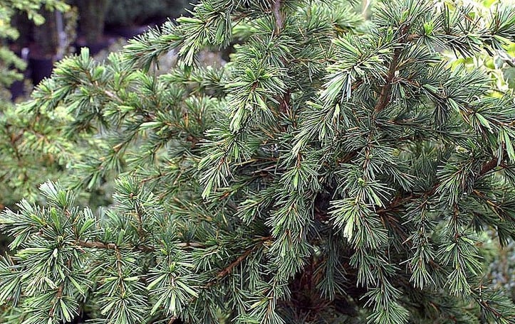 Devinely Blue Deodar Cedar