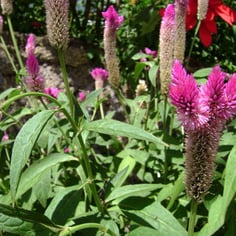 Celosia Plumosa 3