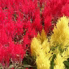 Celosia Plumosa 4
