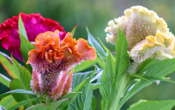 Celosia Plumosa