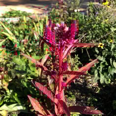 Celosia Plumosa 2