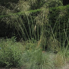 Giant Feather Grass 2