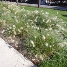 Fountain Grass 4
