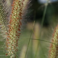 Fountain Grass 2