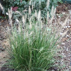 Fountain Grass 3