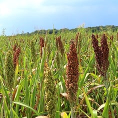 Millet 4