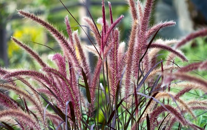 African Fountain Grass