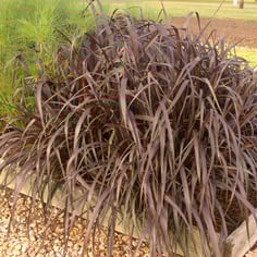 African Fountain Grass 4