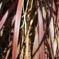 African Fountain Grass 2