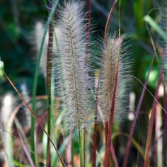 African Fountain Grass 3