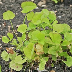 Asiatic pennywort 2