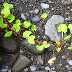 Asiatic pennywort 4