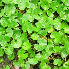 Asiatic pennywort 3