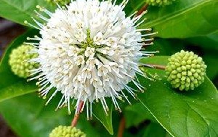 Buttonbush