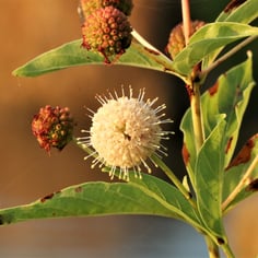 Buttonbush 2