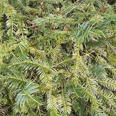 Prostrate Japanese Plum Yew 3