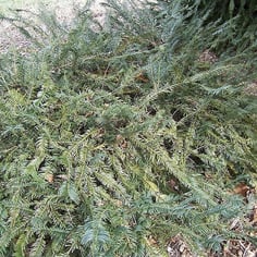 Prostrate Japanese Plum Yew 4