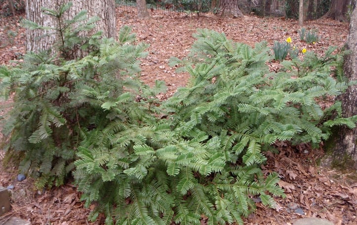 Prostrate Japanese Plum Yew